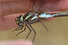 Rhionaeschna diffinis