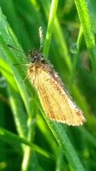 Thymelicus lineola