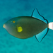 Melichthys vidua - Photo (c) David R,  זכויות יוצרים חלקיות (CC BY-NC), הועלה על ידי David R