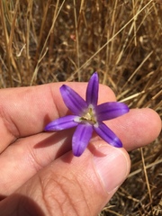 Brodiaea elegans elegans