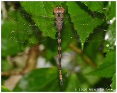 Gynacantha dravida