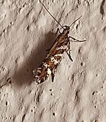 Aristotelia ericinella