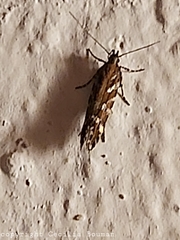 Aristotelia ericinella