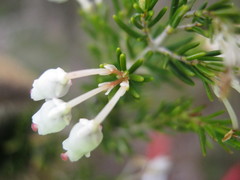 Erica lusitanica