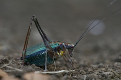 Stenophyllia modesta