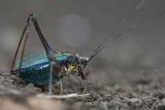 Stenophyllia modesta