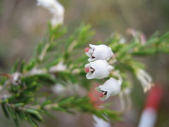 Erica lusitanica