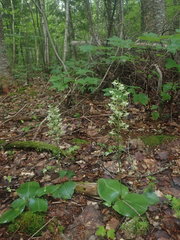 Platanthera orbiculata image
