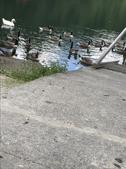 Branta canadensis
