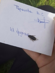 Harpalus rufipes