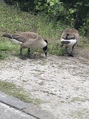 Branta canadensis