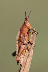 Tropidostethus
