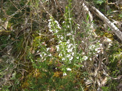 Erica lusitanica