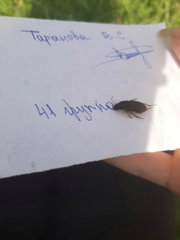 Harpalus rufipes