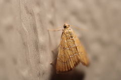 Glaphyria sesquistrialis