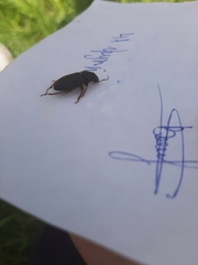 Harpalus rufipes