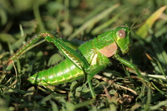 Antandrus viridis