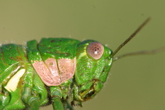Antandrus viridis