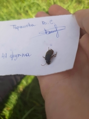 Harpalus rufipes