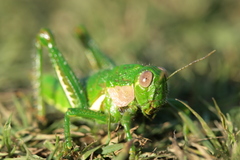 Antandrus viridis
