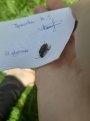 Harpalus rufipes