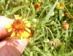 Helenium elegans