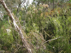 Erica lusitanica