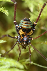 Sadocus polyacanthus