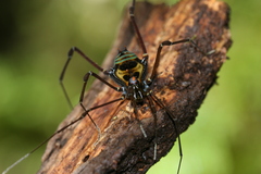 Sadocus polyacanthus