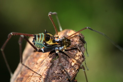 Sadocus polyacanthus