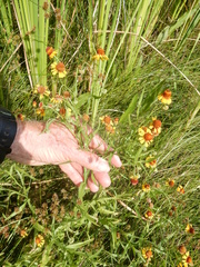 Helenium elegans