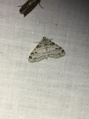 Lobophora nivigerata