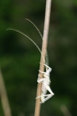 Polycleptidella chilensis