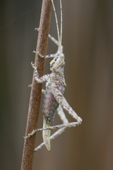Polycleptidella chilensis