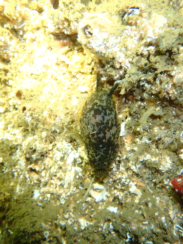 Dendrodoris limbata