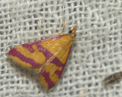 Pyrausta sanguinalis