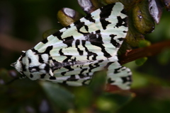 Leucolithodes paulina