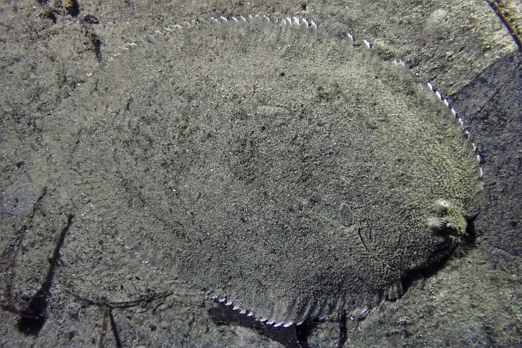 Black Sole (Fishes of Chowder Bay, Sydney, Australia) · iNaturalist