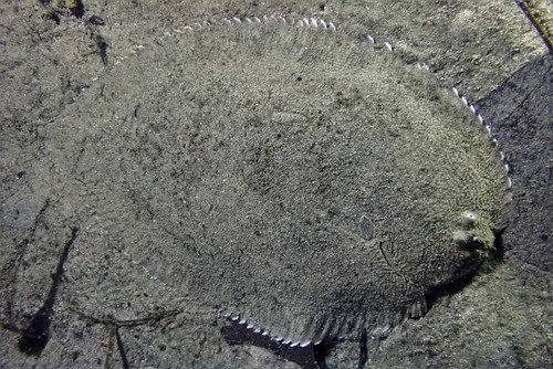 Black sole (Brachirus niger) — Soleidae