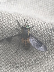 Chrysops lateralis
