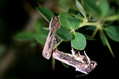 Agrotis robusta