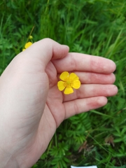 Ranunculus acris