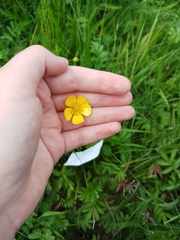 Ranunculus acris