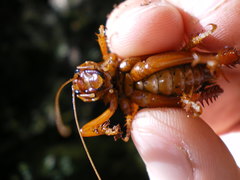Cratomelus armatus