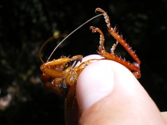 Cratomelus armatus