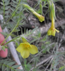 Polemonium pauciflorum