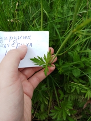 Ranunculus acris