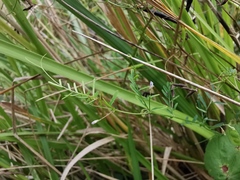 Vicia hirsuta