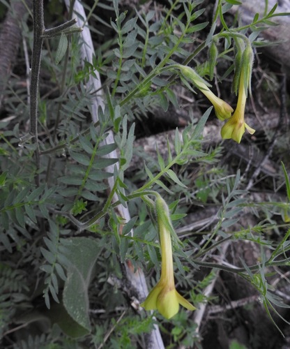 Image of Polemonium pauciflorum by (c) Laura Gaudette, some rights reserved (CC BY)