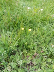 Ranunculus acris